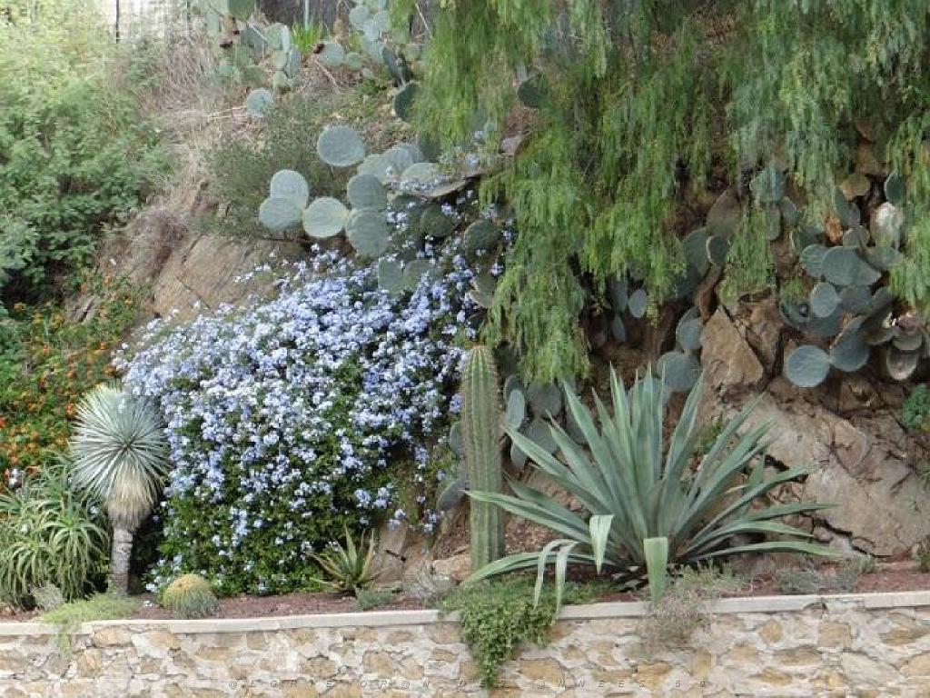 183 D23 BORMES LES MIMOSAS 1_000041.jpg